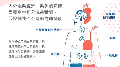 內分泌系統的功能