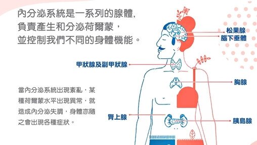 內分泌系統的功能