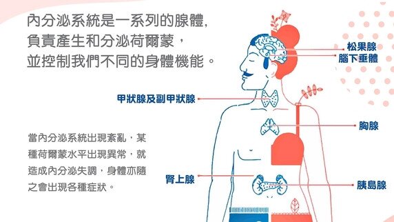 內分泌系統的功能