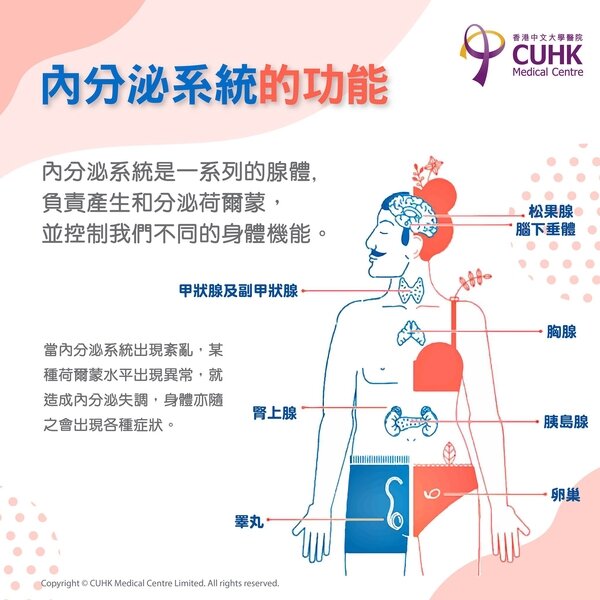 內分泌系統的功能