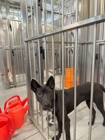 狗舍義工清潔活動圖片2